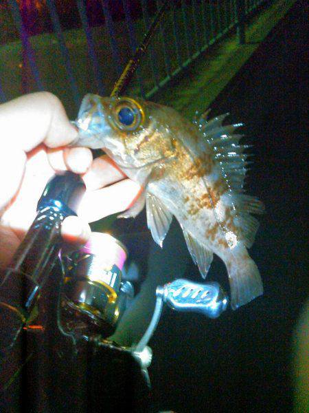 プラプラプラッキングの巻